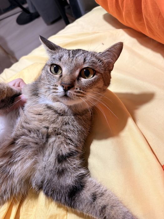 Отдается кошечка