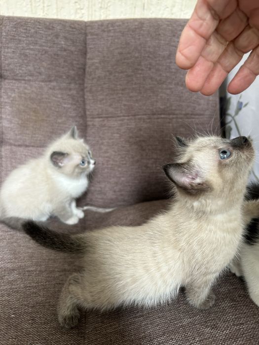 породистые котята сиямскик