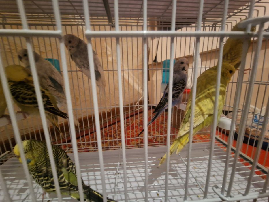 Волнистый попугай