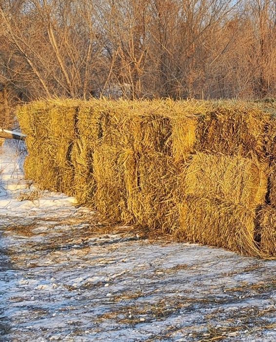 Продам сено луговое в тюках, находится в Аккулы Павлодарская область