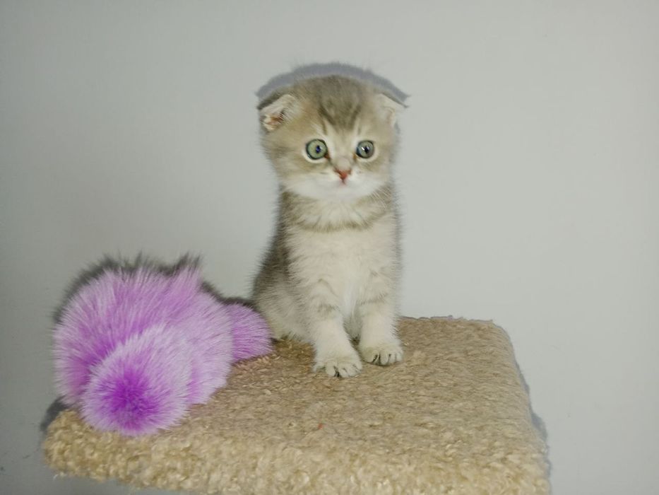 Голубое золото Шиншила  девочка