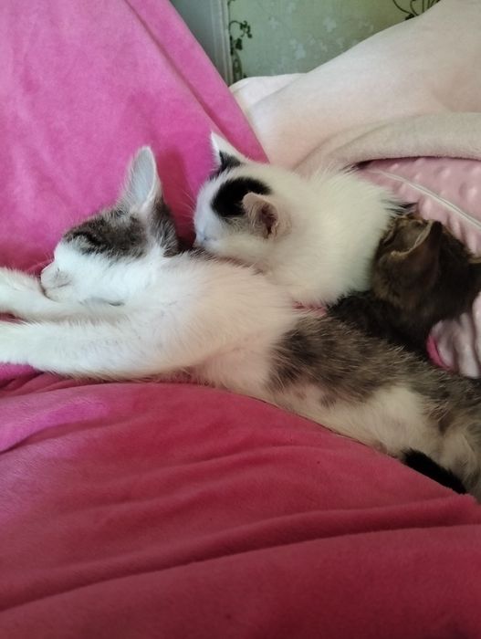 Отдам щенка и котят