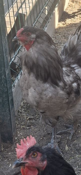 Продам петуха Америукана