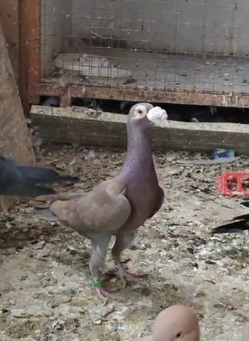 Продам голубей драконов пр