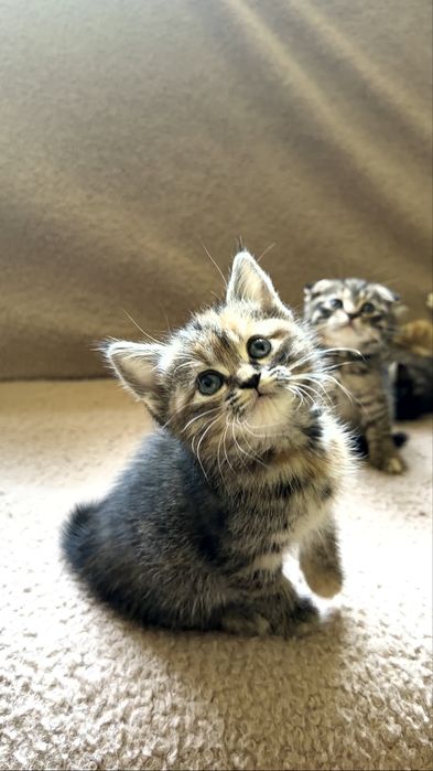 Продаются котята скотиш фолд и страйт