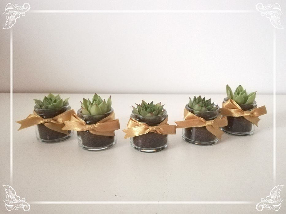 Marturii cu plante suculente