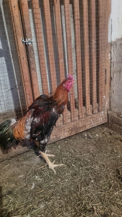 Дакан кораздар..