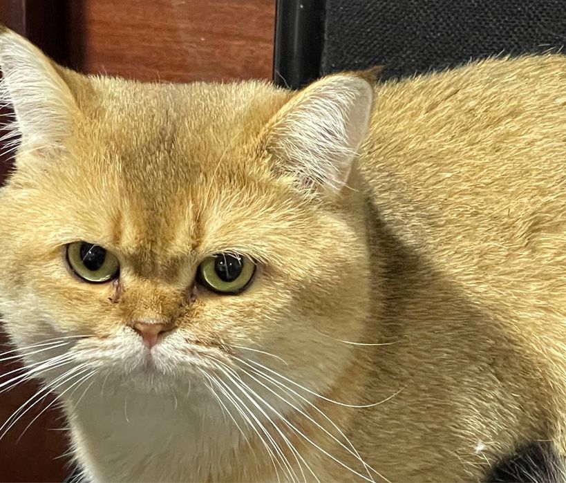 Сезонные скидки! Золотая шиншила на вязку!