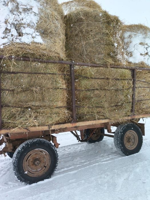 Шөп. Құркөл ауыл маңында