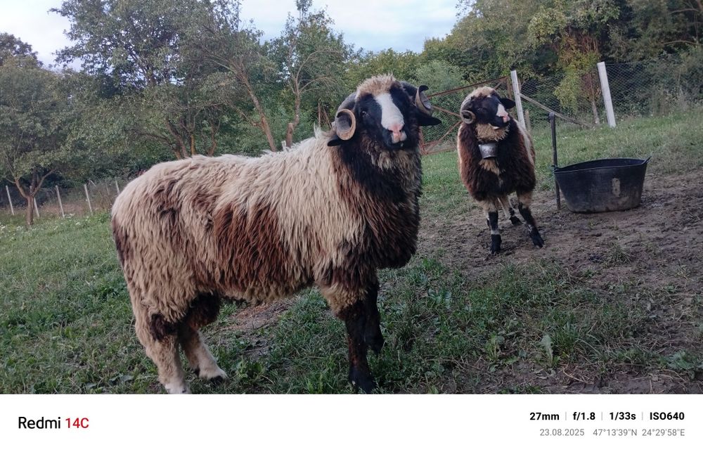 De vânzare 2 berbecuți