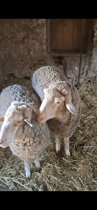 Oi merinos de cluj.