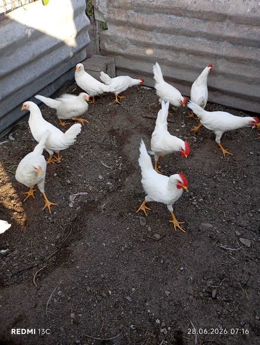 DE VÂNZARE – Cocosi Leghorn Alb 4 luni