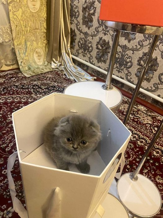 Zotdor mushuk bolalari zoti toza