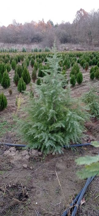 Западна туя Smaragd Пролетна промоция