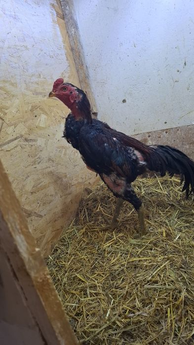 Продам чужиков разных