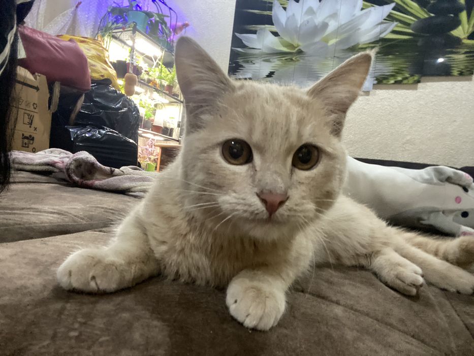 Котенок отдам в добрые руки