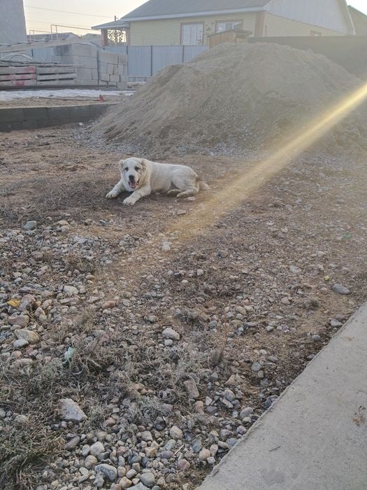 Продам Алабай щенок