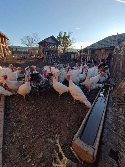 Продавам пуйки в с.Гиген, обл.Плевен.