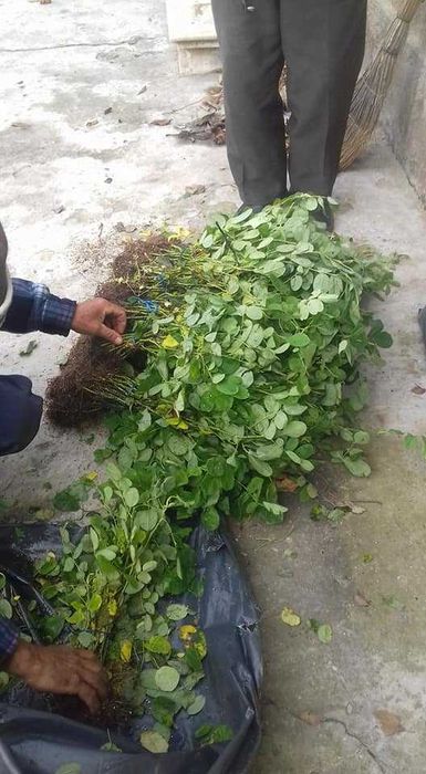 Trandafiri de dulceata din Bulgaria, varsta 2 sezoane pepiniera +Bonus