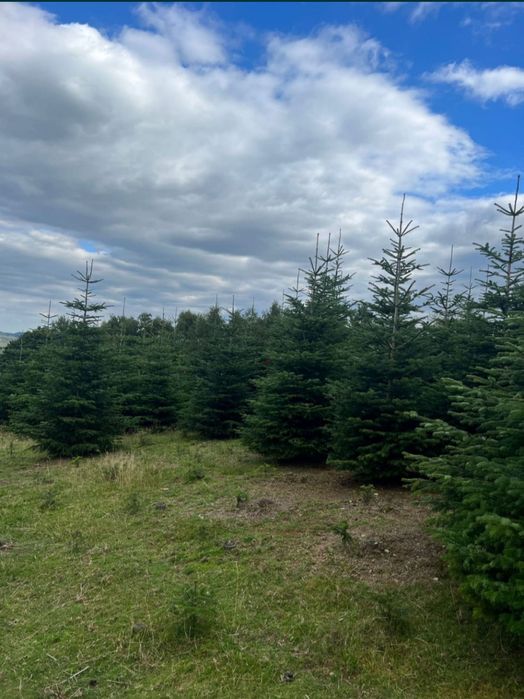 Brazi de Crăciun cu balot de pământ