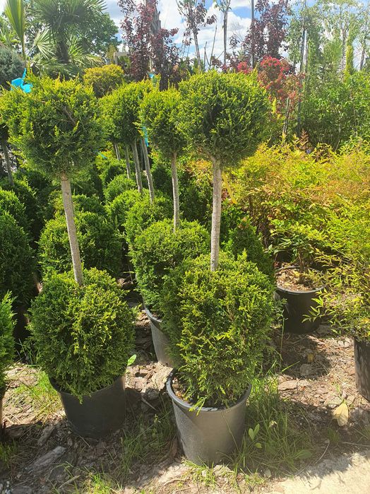 Предлагаме Туя-Смарагд и др.Озеленяване и подръжка на зелени площи