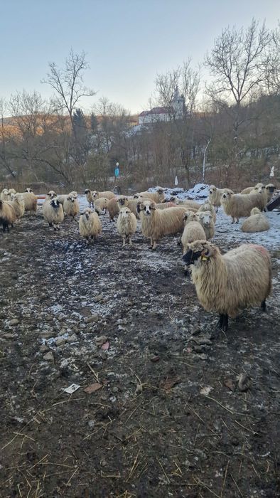 Oi cu miei de vanzare