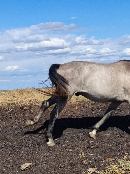 Продам коня самец