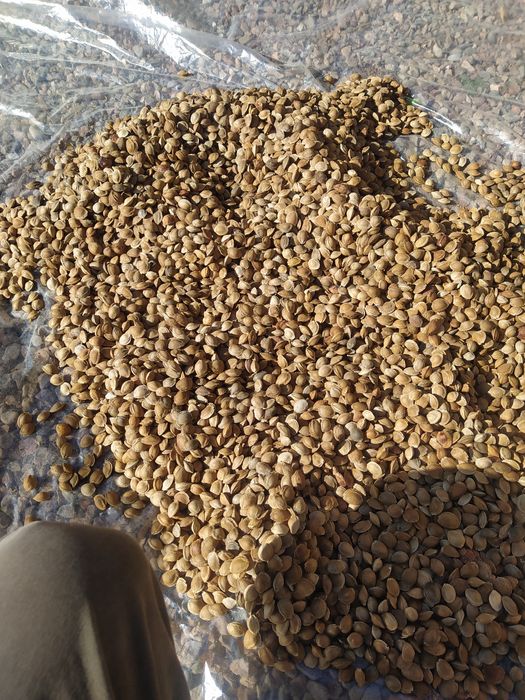 Свои урючные косточки