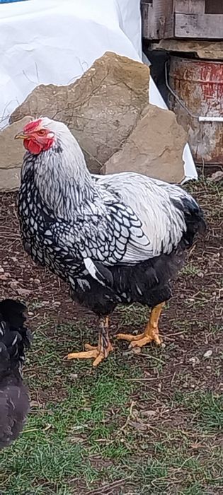 Петел Виандот бяло/черно