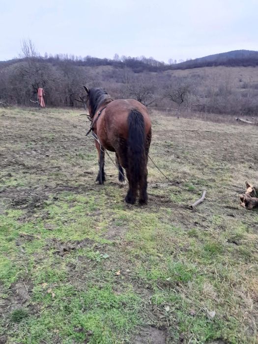Vând mânză de 2ani