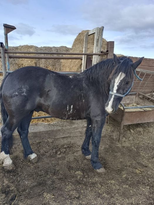 Продам мерина 5 лет