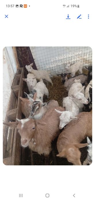 Vând iezi și capre de tăiat