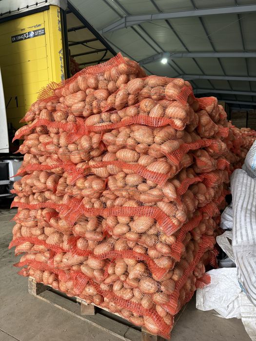 Cartofi românești – Direct de la producător | Calibru 50+ | Ambalați