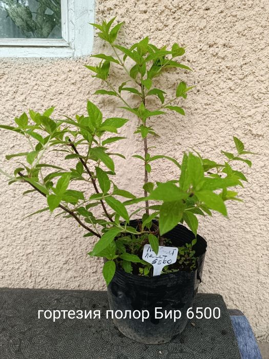 Продам цветы кустарники
