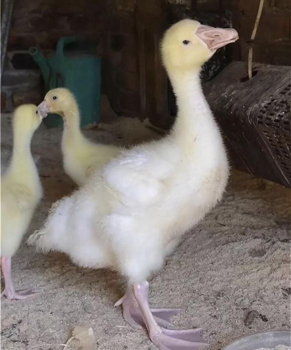 Продам гусят двух недельные