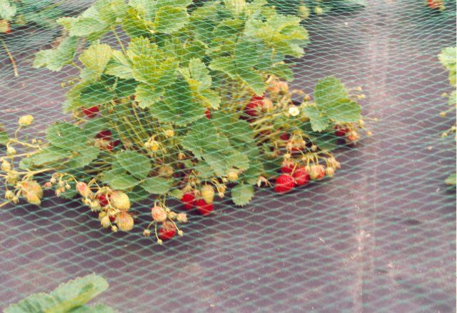 PLASA ANTI-PASARI, 2x100ml=243lei; 4x200ml=730lei; 8x200=1459lei