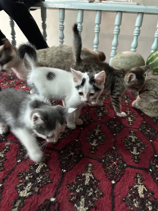 Котята в хорошие руки