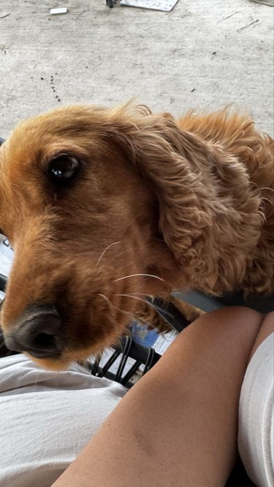 Cocker Spaniel Mascul