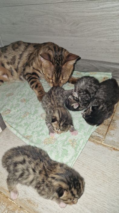 Бенгальские котята