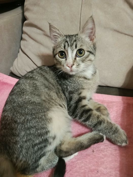 Котик в добрые руки