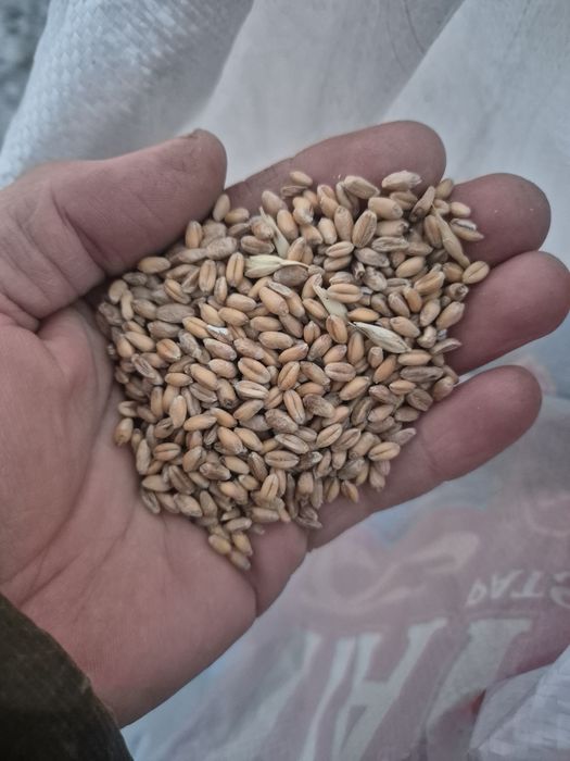 Продам зерно чистый