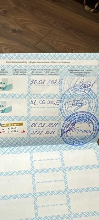 Продаётся шпиц,мальчик