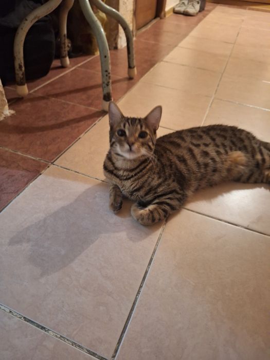 Вязка кот Бенгальский