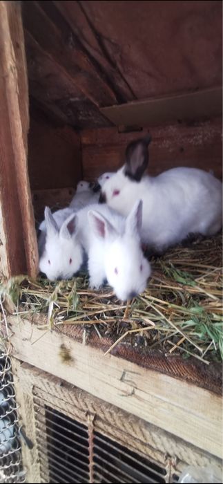 Femela  californian cu pui