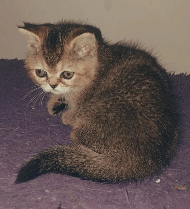 Британский Шиншилла