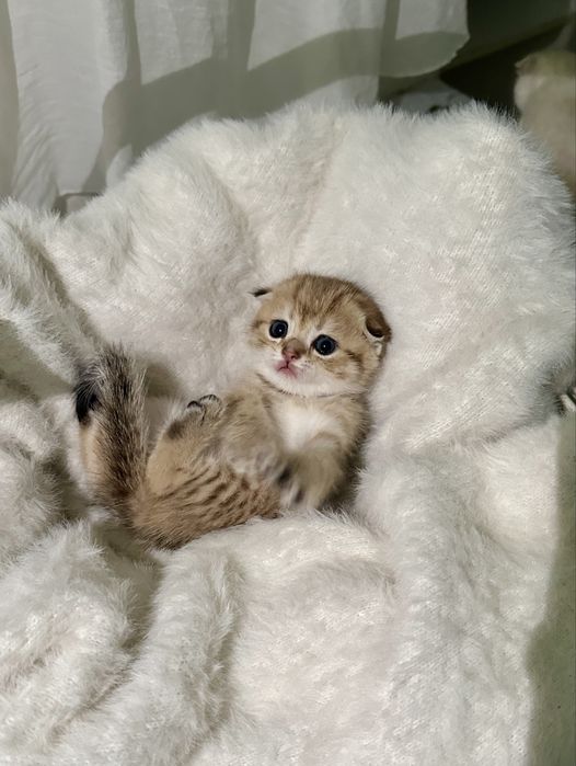 Шотландкие котята