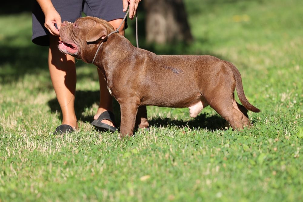 Mascul American Bully