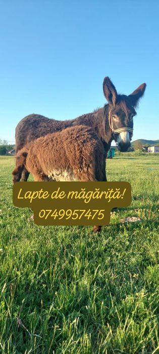 Lapte de măgăriță!!!