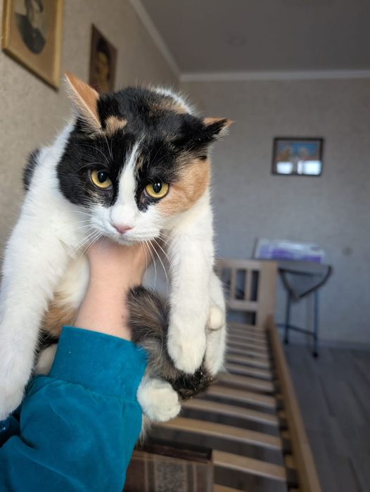 Молодая кошечка ищет семью