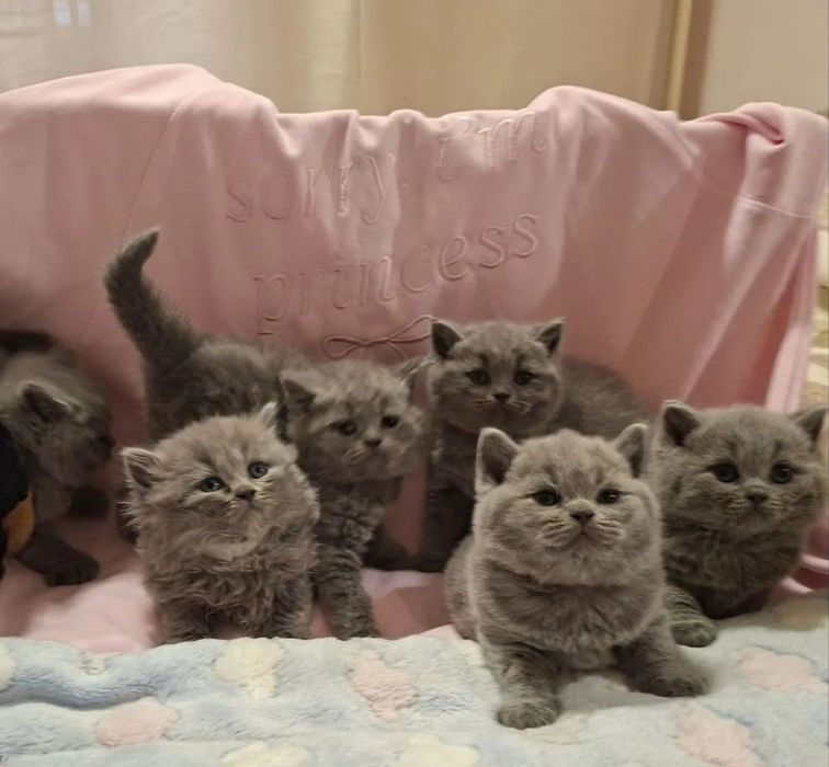 Шикарные котята 1.5 мес мальчики и девочки